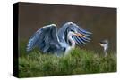 Stretched Canvas