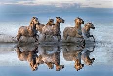 Horses and reflection-Xavier Ortega-Photographic Print