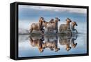 Framed Canvas