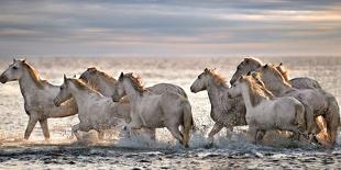 Camargue on Fire-Xavier Ortega-Photographic Print