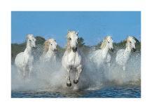 Running Horses-Xavier Ortega-Photographic Print