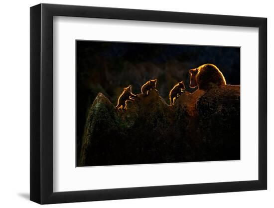 Premium Photographic Print, , large