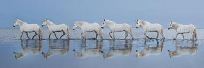 Camargue on Fire-Xavier Ortega-Photographic Print