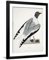 Xeme, Illustration from 'A Voyage of Discovery...', 1819-Thomas Lewin-Framed Giclee Print