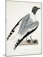 Xeme, Illustration from 'A Voyage of Discovery...', 1819-Thomas Lewin-Mounted Giclee Print