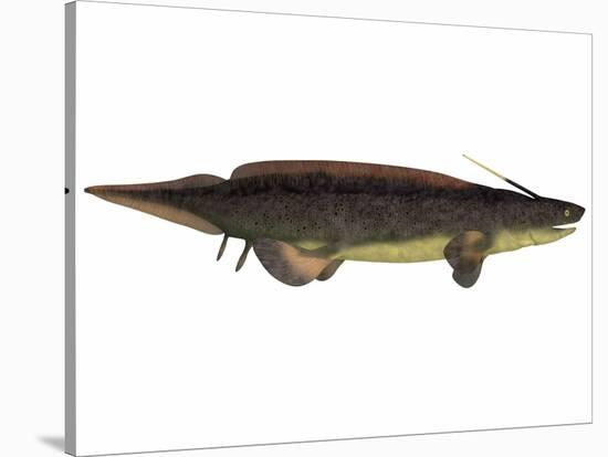 Xenacanthus, a Prehistoric Shark from the Devonian and Triassic Period-null-Stretched Canvas