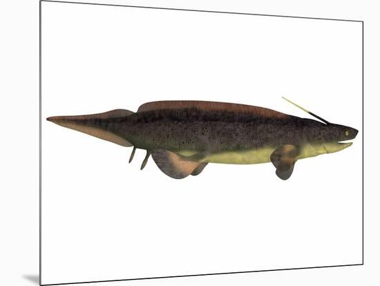 Xenacanthus, a Prehistoric Shark from the Devonian and Triassic Period-null-Mounted Art Print