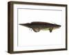 Xenacanthus, a Prehistoric Shark from the Devonian and Triassic Period-null-Framed Art Print