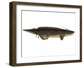 Xenacanthus, a Prehistoric Shark from the Devonian and Triassic Period-null-Framed Art Print