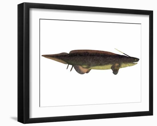 Xenacanthus, a Prehistoric Shark from the Devonian and Triassic Period-null-Framed Art Print