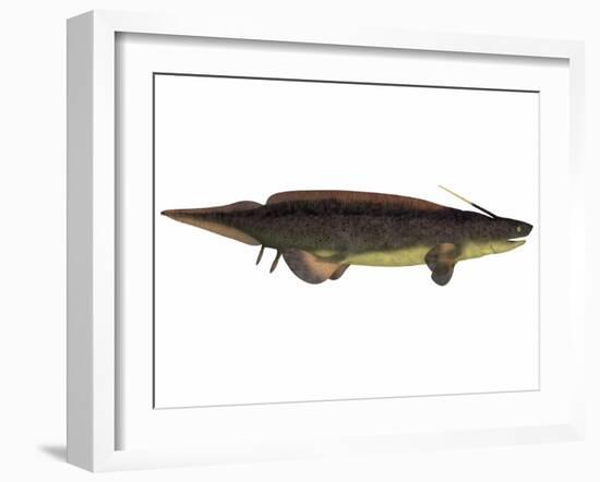 Xenacanthus, a Prehistoric Shark from the Devonian and Triassic Period-null-Framed Art Print