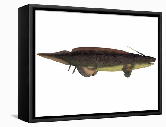 Xenacanthus, a Prehistoric Shark from the Devonian and Triassic Period-null-Framed Stretched Canvas