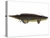 Xenacanthus, a Prehistoric Shark from the Devonian and Triassic Period-null-Stretched Canvas