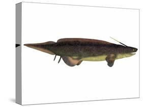 Xenacanthus, a Prehistoric Shark from the Devonian and Triassic Period-null-Stretched Canvas