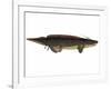 Xenacanthus, a Prehistoric Shark from the Devonian and Triassic Period-null-Framed Art Print