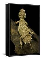 Xenagama Taylori (Taylor's Strange Agama, Dwarf Shield-Tailed Agama)-Paul Starosta-Framed Stretched Canvas