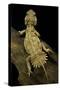 Xenagama Taylori (Taylor's Strange Agama, Dwarf Shield-Tailed Agama)-Paul Starosta-Stretched Canvas