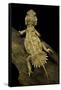 Xenagama Taylori (Taylor's Strange Agama, Dwarf Shield-Tailed Agama)-Paul Starosta-Framed Stretched Canvas