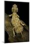 Xenagama Taylori (Taylor's Strange Agama, Dwarf Shield-Tailed Agama)-Paul Starosta-Mounted Photographic Print