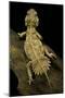 Xenagama Taylori (Taylor's Strange Agama, Dwarf Shield-Tailed Agama)-Paul Starosta-Mounted Photographic Print