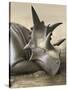 Xenoceratops Foremostensis Relaxing in a Mud Puddle-Stocktrek Images-Stretched Canvas