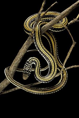 Atheris chlorechis being cute as fuck : r/snakes