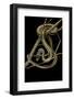 Xenochrophis Vittatus (Striped Water Snake)-Paul Starosta-Framed Photographic Print