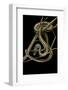 Xenochrophis Vittatus (Striped Water Snake)-Paul Starosta-Framed Photographic Print