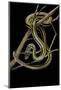 Xenochrophis Vittatus (Striped Water Snake)-Paul Starosta-Mounted Photographic Print