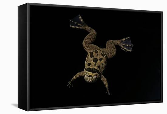 Xenopus Fraseri (Fraser's Clawed Frog)-Paul Starosta-Framed Stretched Canvas