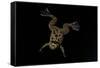 Xenopus Fraseri (Fraser's Clawed Frog)-Paul Starosta-Framed Stretched Canvas