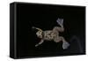 Xenopus Fraseri (Fraser's Clawed Frog)-Paul Starosta-Framed Stretched Canvas