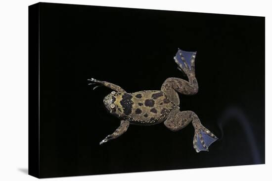 Xenopus Fraseri (Fraser's Clawed Frog)-Paul Starosta-Stretched Canvas