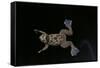 Xenopus Fraseri (Fraser's Clawed Frog)-Paul Starosta-Framed Stretched Canvas