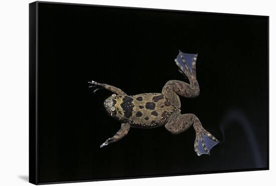 Xenopus Fraseri (Fraser's Clawed Frog)-Paul Starosta-Framed Stretched Canvas