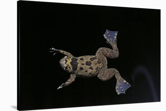 Xenopus Fraseri (Fraser's Clawed Frog)-Paul Starosta-Stretched Canvas
