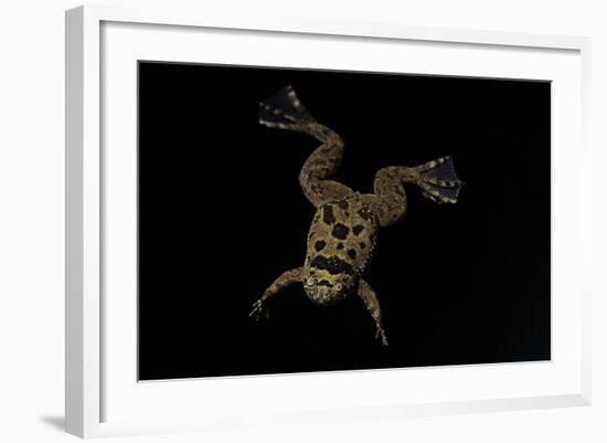 Xenopus Fraseri (Fraser's Clawed Frog)-Paul Starosta-Framed Photographic Print