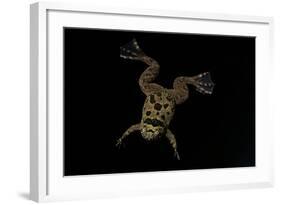 Xenopus Fraseri (Fraser's Clawed Frog)-Paul Starosta-Framed Photographic Print