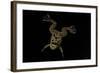 Xenopus Fraseri (Fraser's Clawed Frog)-Paul Starosta-Framed Photographic Print