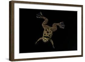 Xenopus Fraseri (Fraser's Clawed Frog)-Paul Starosta-Framed Photographic Print