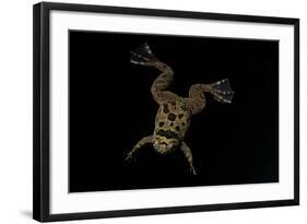 Xenopus Fraseri (Fraser's Clawed Frog)-Paul Starosta-Framed Photographic Print