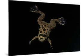 Xenopus Fraseri (Fraser's Clawed Frog)-Paul Starosta-Mounted Photographic Print