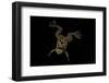 Xenopus Fraseri (Fraser's Clawed Frog)-Paul Starosta-Framed Photographic Print