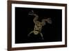 Xenopus Fraseri (Fraser's Clawed Frog)-Paul Starosta-Framed Photographic Print