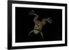 Xenopus Fraseri (Fraser's Clawed Frog)-Paul Starosta-Framed Photographic Print