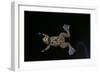 Xenopus Fraseri (Fraser's Clawed Frog)-Paul Starosta-Framed Photographic Print