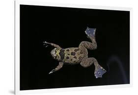 Xenopus Fraseri (Fraser's Clawed Frog)-Paul Starosta-Framed Photographic Print