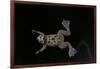 Xenopus Fraseri (Fraser's Clawed Frog)-Paul Starosta-Framed Photographic Print