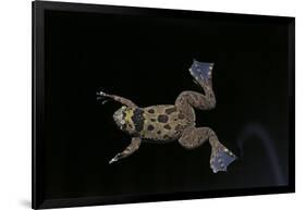 Xenopus Fraseri (Fraser's Clawed Frog)-Paul Starosta-Framed Photographic Print