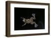 Xenopus Fraseri (Fraser's Clawed Frog)-Paul Starosta-Framed Photographic Print